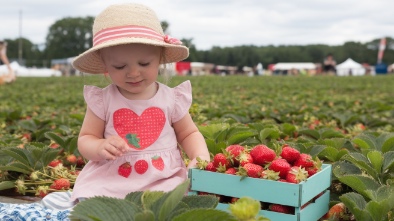 the strawberry festival